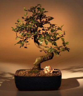 Bonsai Starter Kit – Grow a Classic Chinese Elm Bonsai Tree