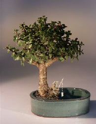 Juniper Bonsai Tree Land/Water Pot - Small (Juniper Procumbens nana)