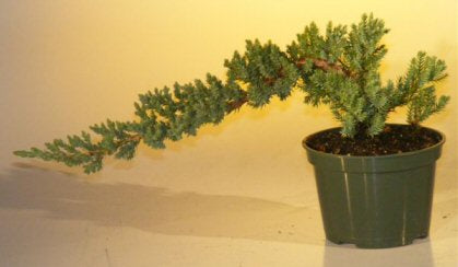 Juniper Bonsai Tree Land/Water Pot - Small (Juniper Procumbens nana)