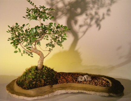 Juniper Bonsai Tree On Rock Slab