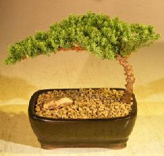 Juniper Bonsai Tree - Coiled Trunk (juniper procumbens nana)